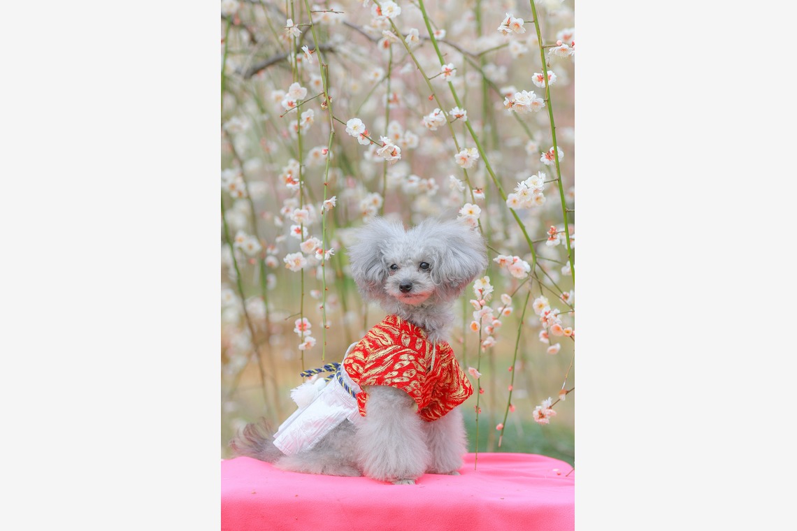 高橋 透（Coo&Sea STUDIO代表）が撮影した写真のアルバム「梅de撮影会＠小田原」