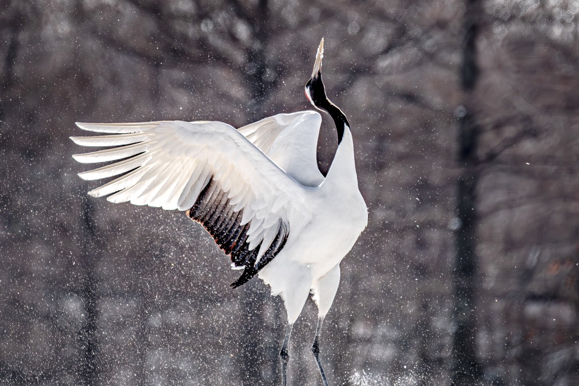 高木勇斗が撮影した「風景」の写真