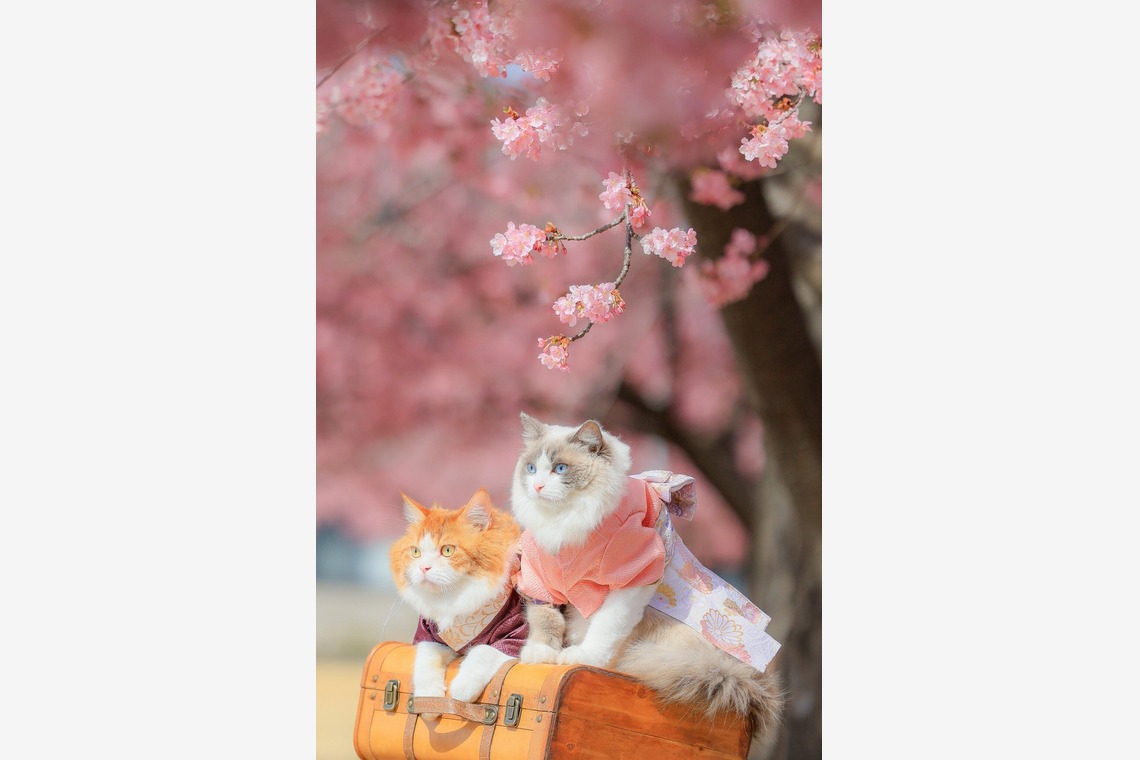 株式会社Neo-Smile 「locationbreeze」高橋 徹が撮影した「ペット」の写真