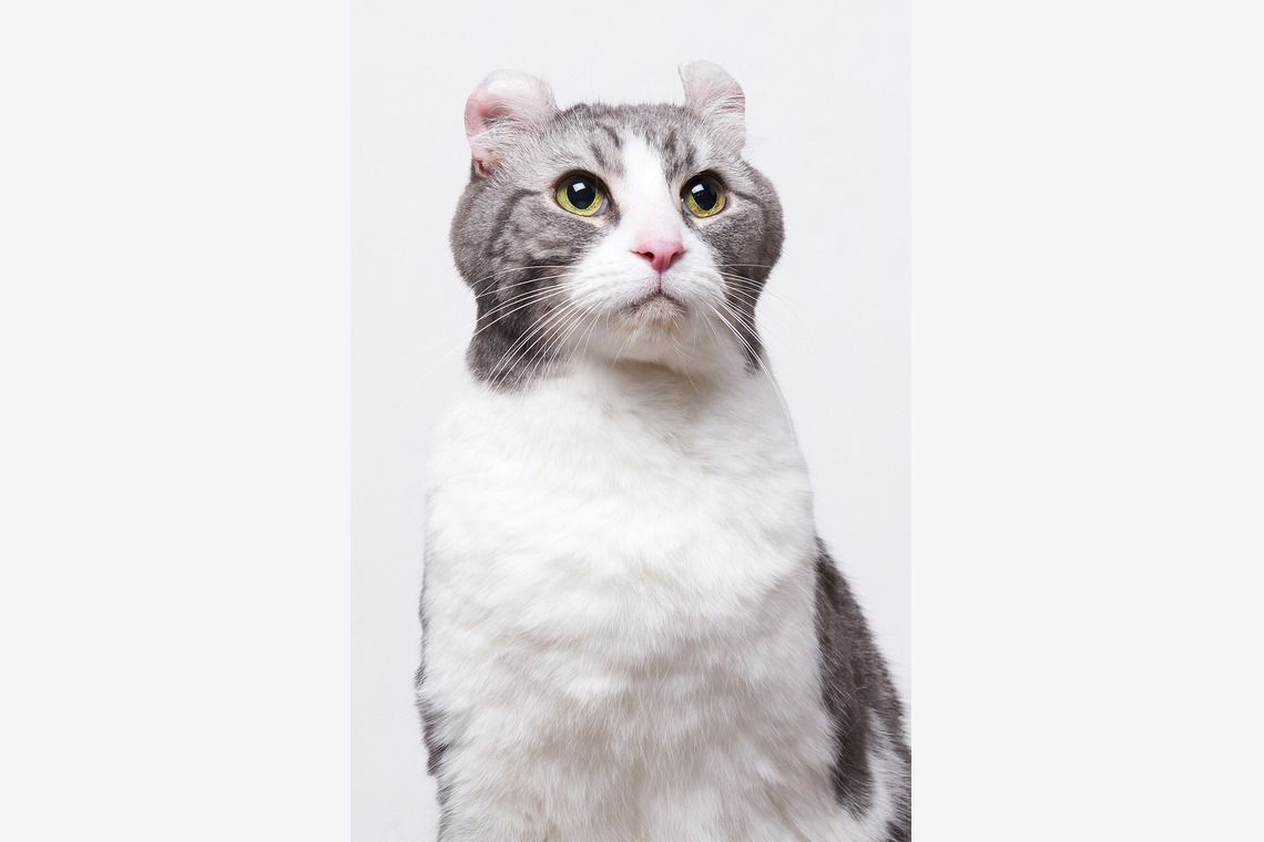 森田寫眞館が撮影した写真のアルバム「ペット」