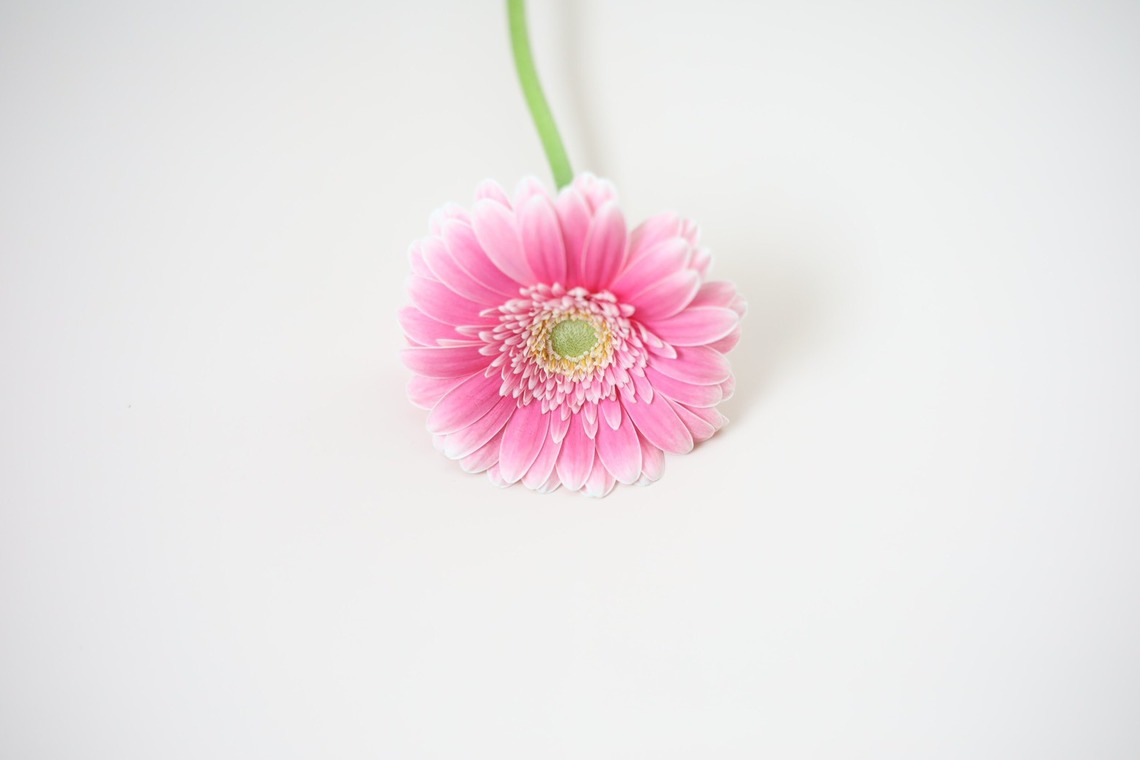 Natsukiが撮影した写真のアルバム「花撮影＠自宅」