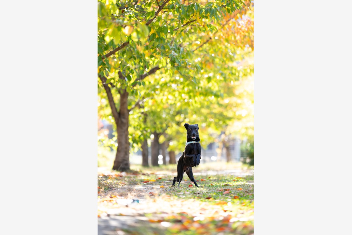 KOGA写真が撮影した「犬・わんこ撮影」の写真