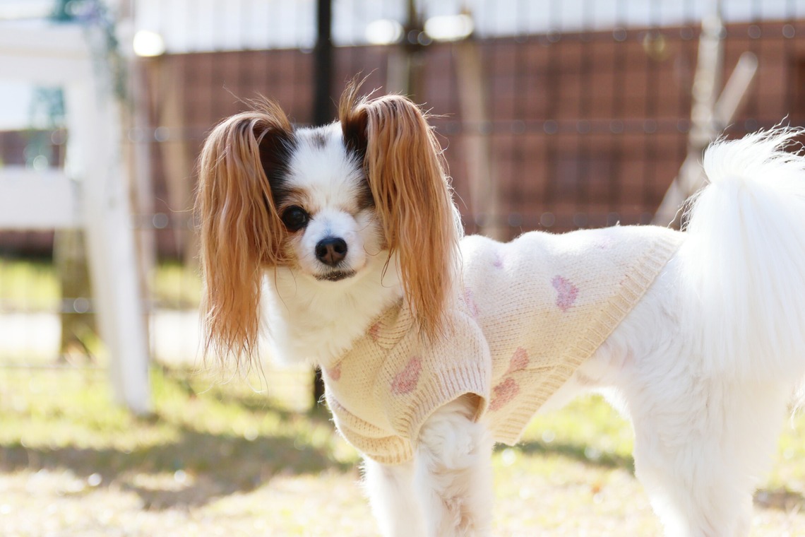 外川博己が撮影した「ペット撮影」の写真