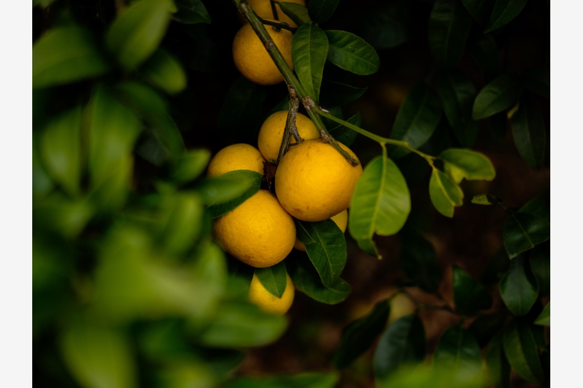 山中菜摘が撮影した写真のアルバム「インタビュー」