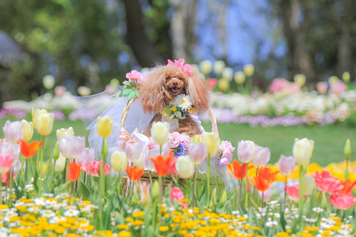 高橋 透（Coo&Sea STUDIO代表）が出張撮影した家族写真(キッズ,ベビーフォト)などが写った「大花壇de撮影会／春＠横浜」の家族写真