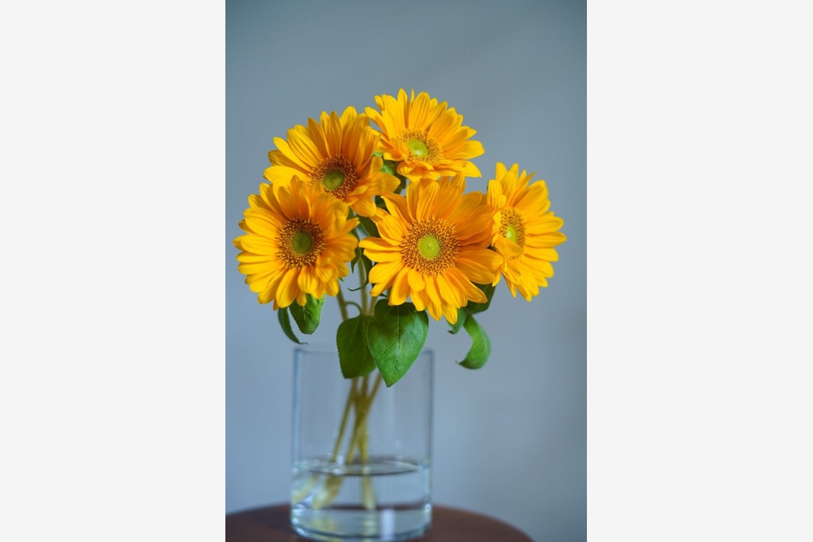 コウヤマレイナが撮影した写真のアルバム「静物」