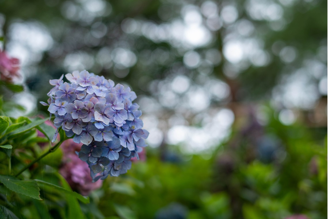 藤井が撮影した「太閤山ランド」の写真