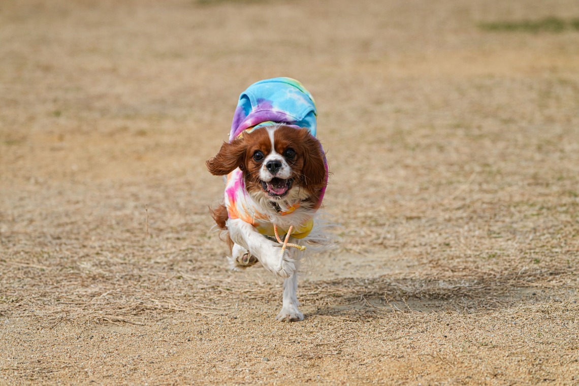 河野慈圓が撮影した写真のアルバム「ペット撮影」