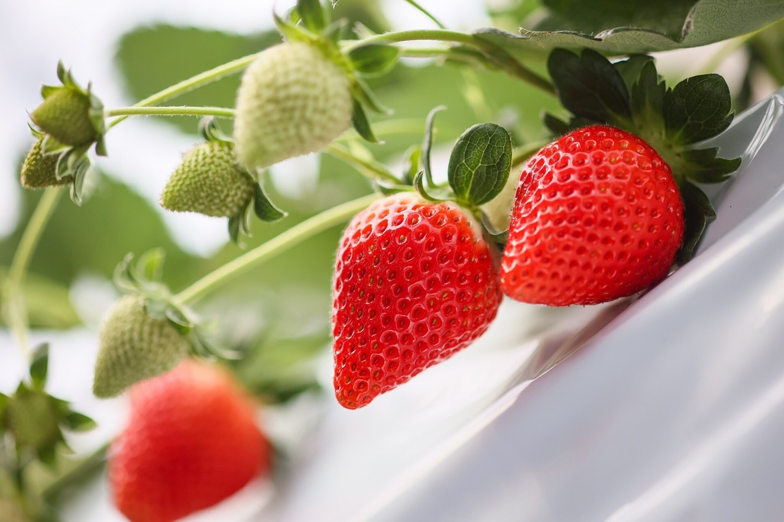 株式会社Neo-Smile 「locationbreeze」高橋 徹が撮影した写真のアルバム「かがやきいちご園様（広告撮影）」