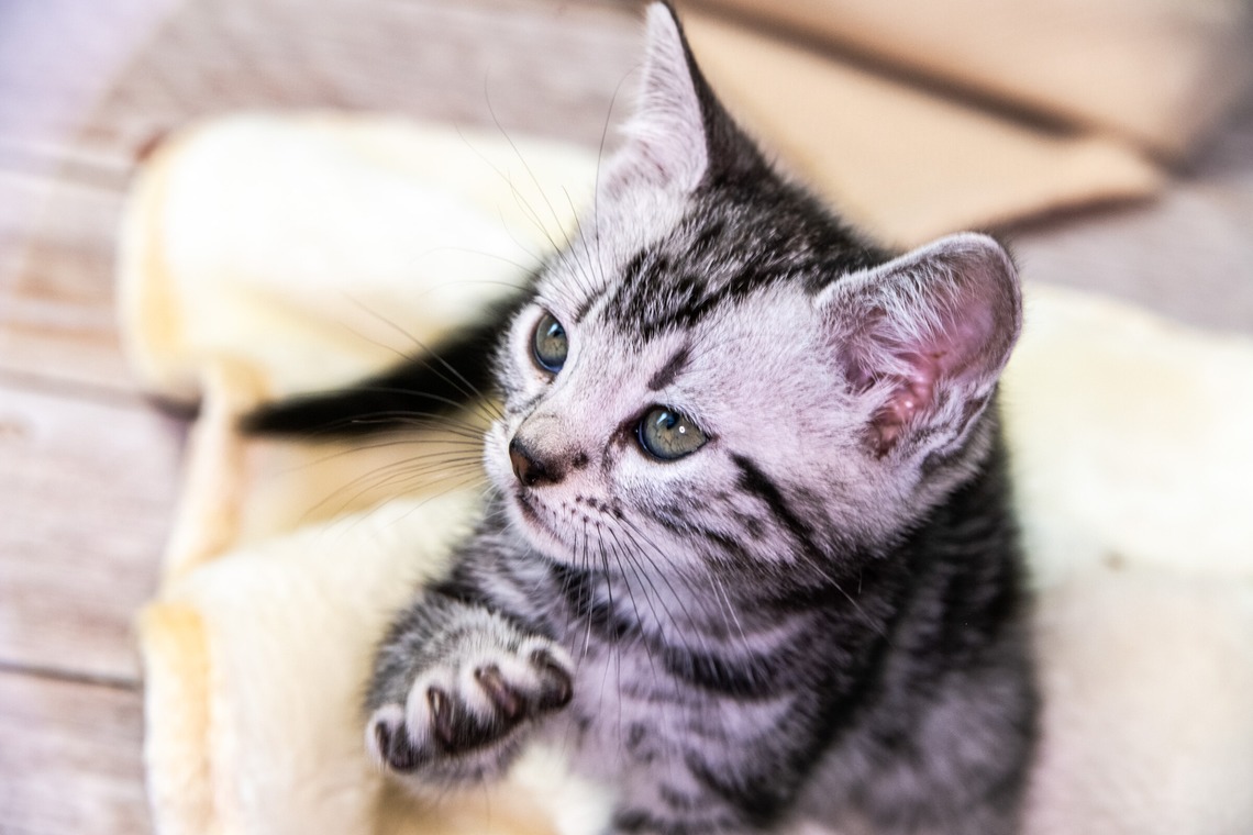 本郷直人が撮影した写真のアルバム「ブリーダー」