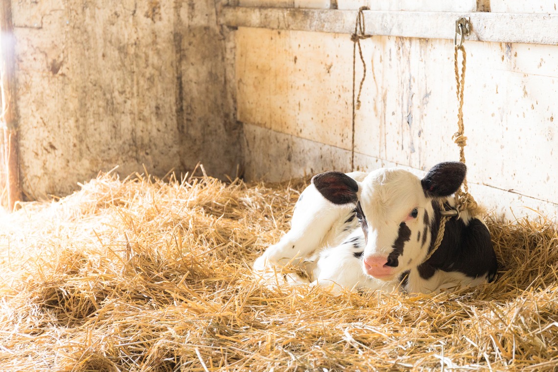 kentarou shimizuが撮影した「- magic realism -」の写真