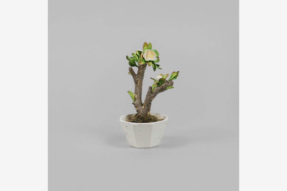 studio9thが撮影した写真のアルバム「埼玉県川越市/革盆栽」