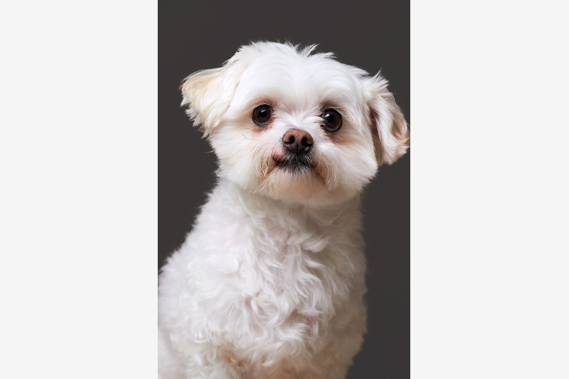 森田寫眞館が撮影した写真のアルバム「ペット」