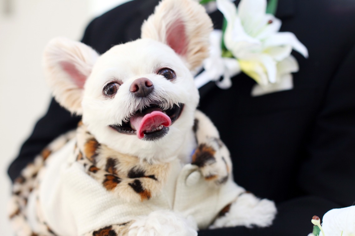 ほんとうにかわいい結婚写真ecoo（エクー）が撮影した写真のアルバム「スタジオ」