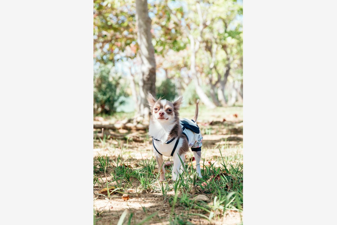 ポートレート沖縄が撮影した写真のアルバム「ペット撮影」