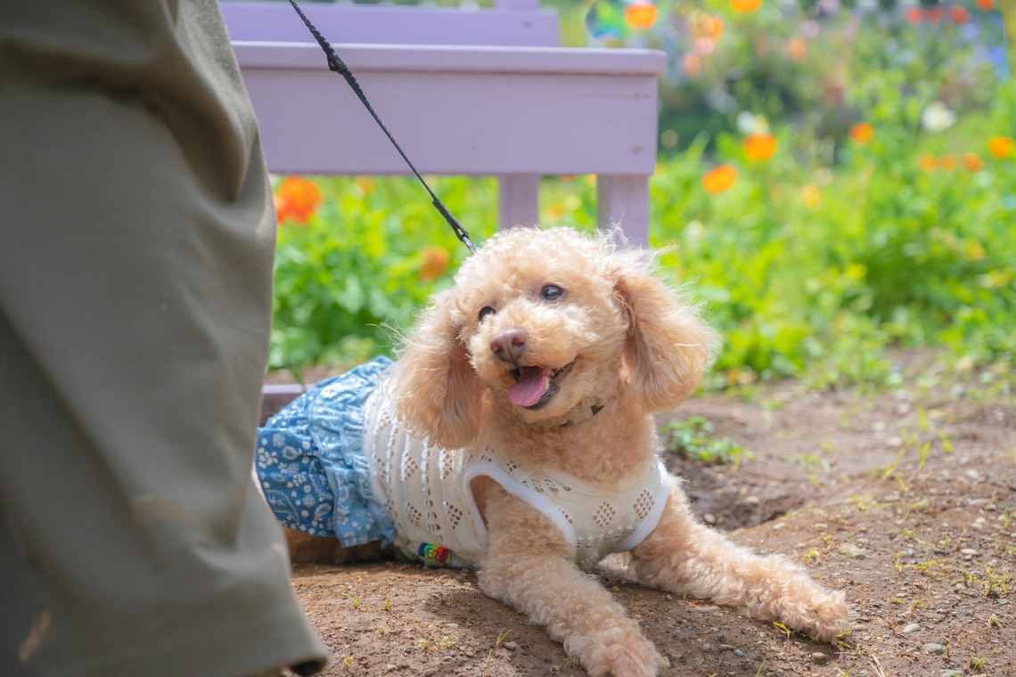 高木勇斗が撮影した「トイプードル」の写真