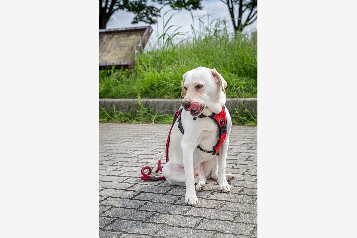 吉田佳央が撮影した写真のアルバム「DOG SHOOTING」