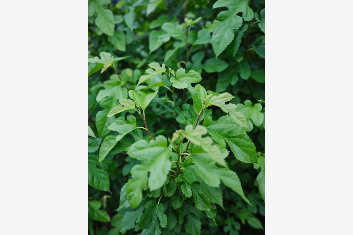 内山慎也が撮影した「植物」の写真