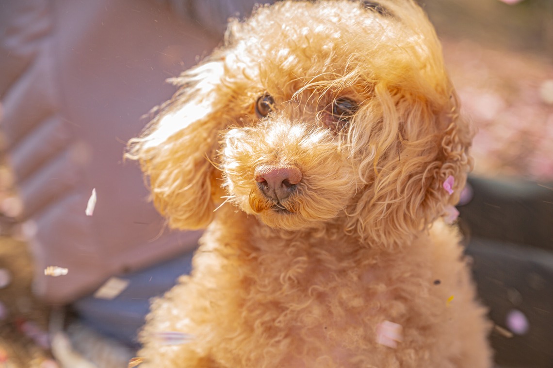 高木勇斗が撮影した写真のアルバム「トイプードル」