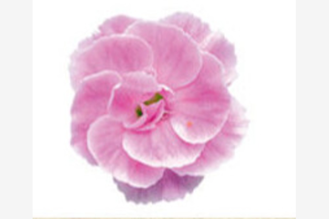 有限会社　澤田スタジオが撮影した「花」の写真