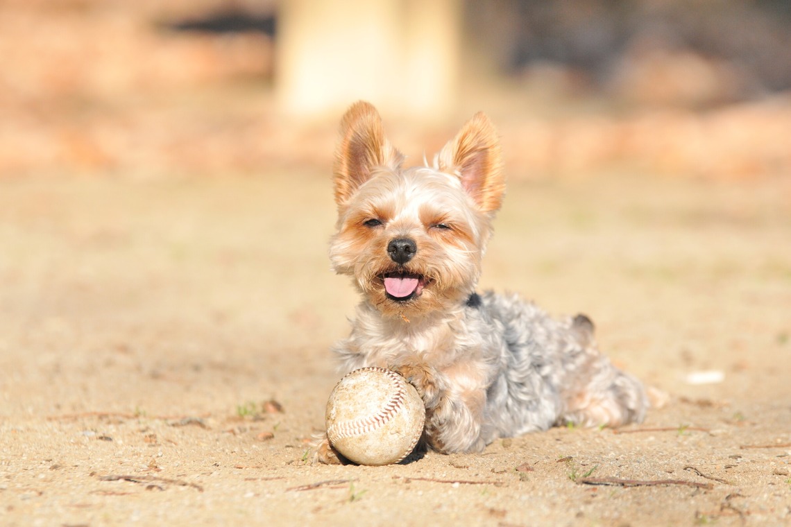 大熊和輝が撮影した「ペット撮影」の写真