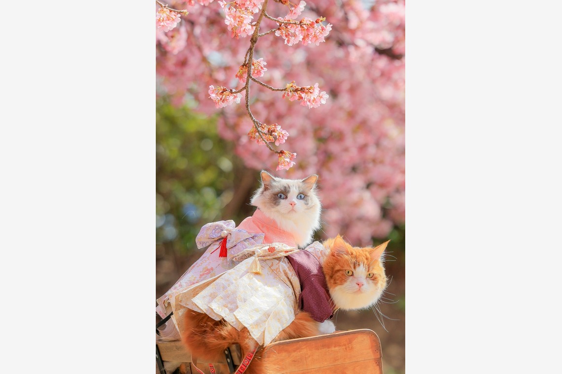 株式会社Neo-Smile 「locationbreeze」高橋 徹が撮影した家族写真(キッズ,ベビーフォト)のアルバム「ペット」