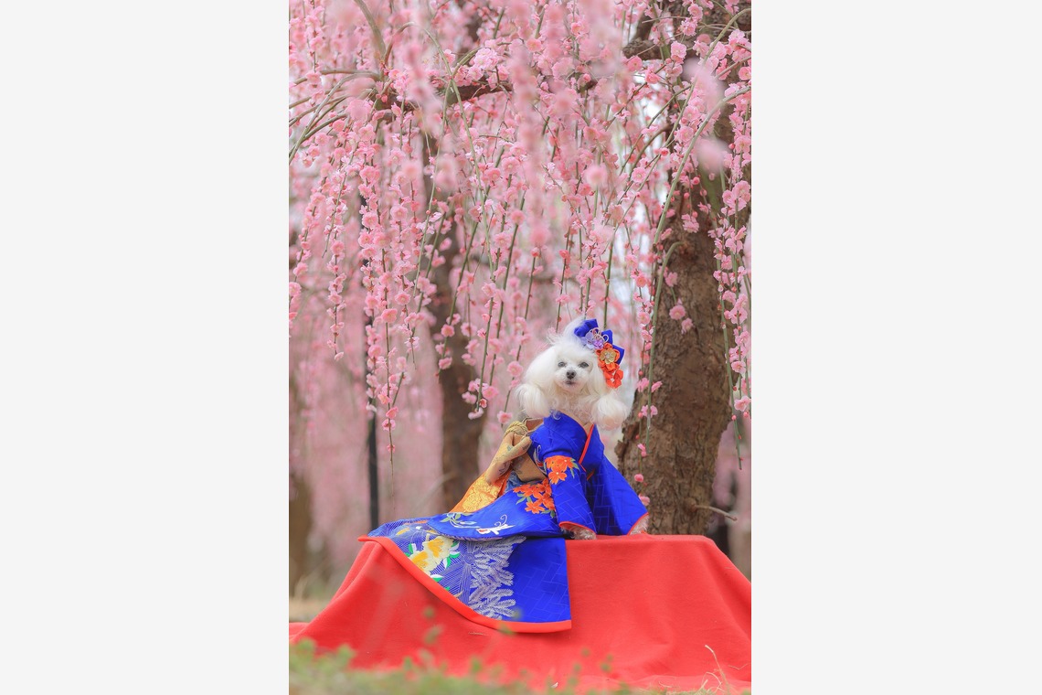 高橋 透（Coo&Sea STUDIO代表）が出張撮影した家族写真(キッズ,ベビーフォト)などが写った「梅de撮影会＠小田原」の家族写真