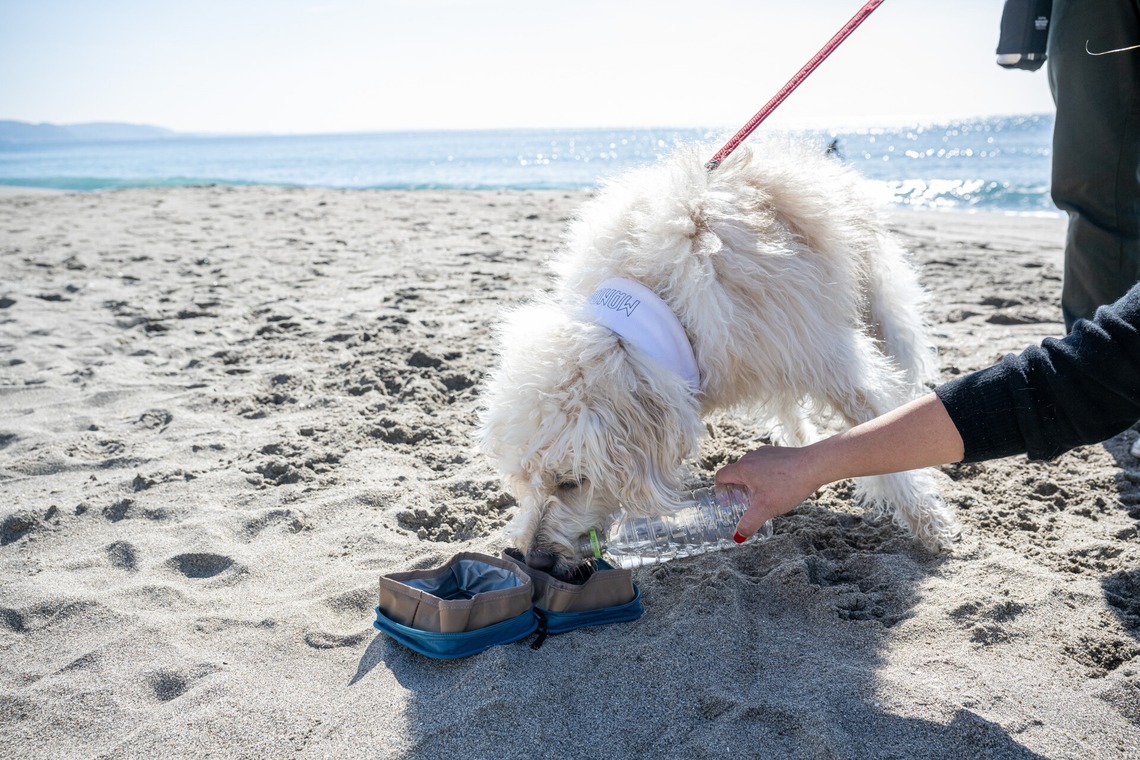 吉田佳央が撮影した「DOG SHOOTING」の写真