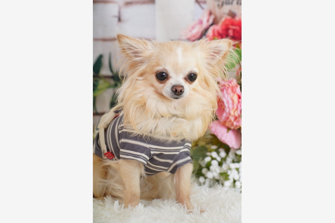 スタジオ　まるが撮影した「ペット撮影」の写真