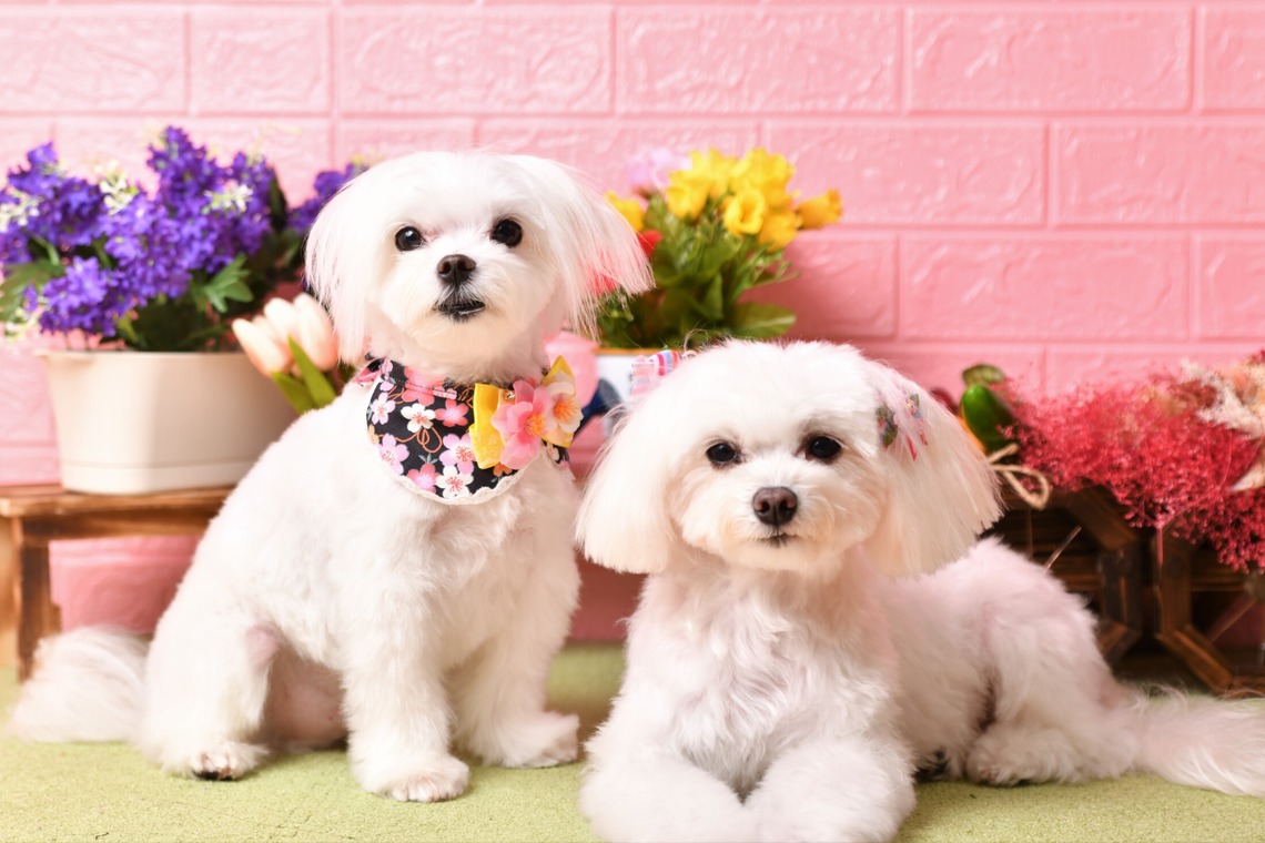 Photo la feliceが撮影した「Photo la felice」の写真