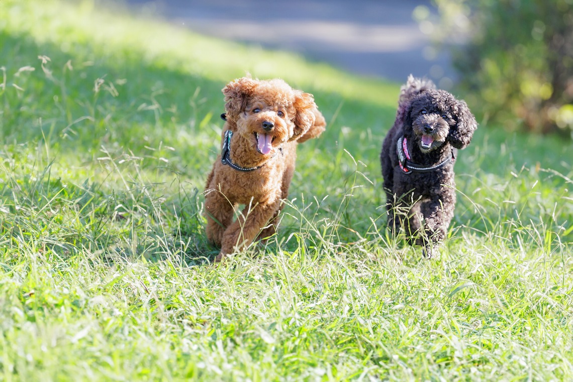 内田　雄一が撮影した写真のアルバム「DOGイベントでの撮影」