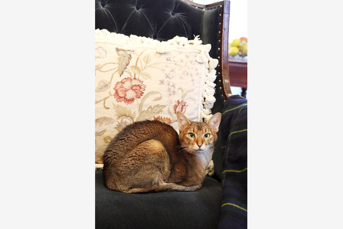 森安　照が撮影した「ペット撮影（犬・猫）」の写真