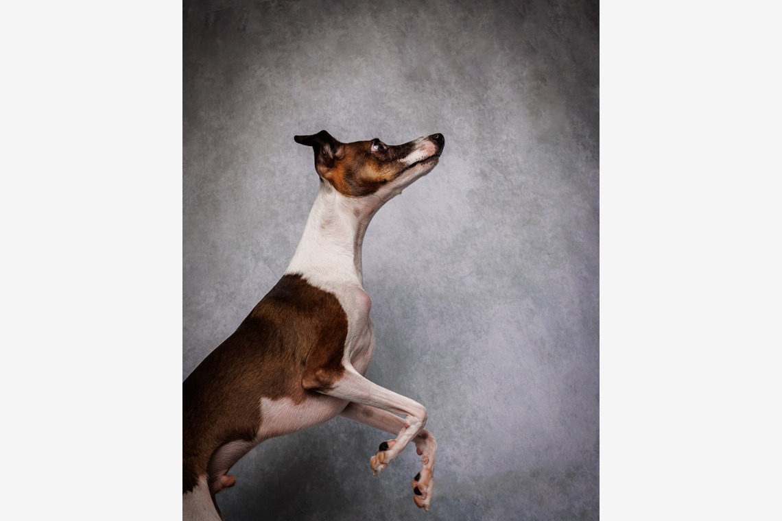 猫田晃広が撮影した「わんちゃん撮影」の写真