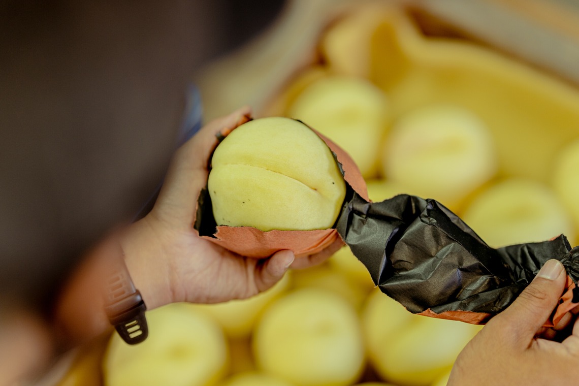 umimoyamamoworksが撮影した「農家さん取材写真」の写真