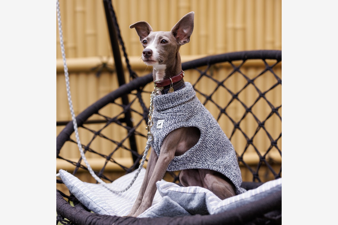 猫田晃広が撮影した「わんちゃん撮影」の写真