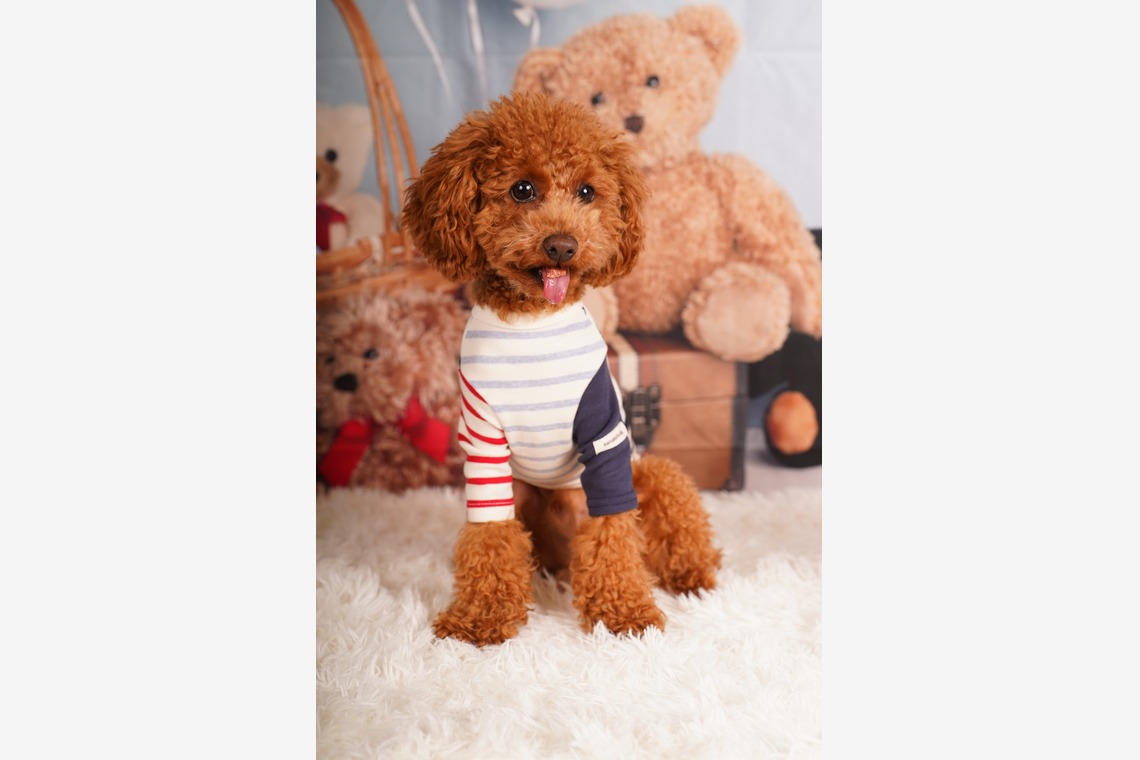 スタジオ　まるが撮影した「ペット撮影」の写真