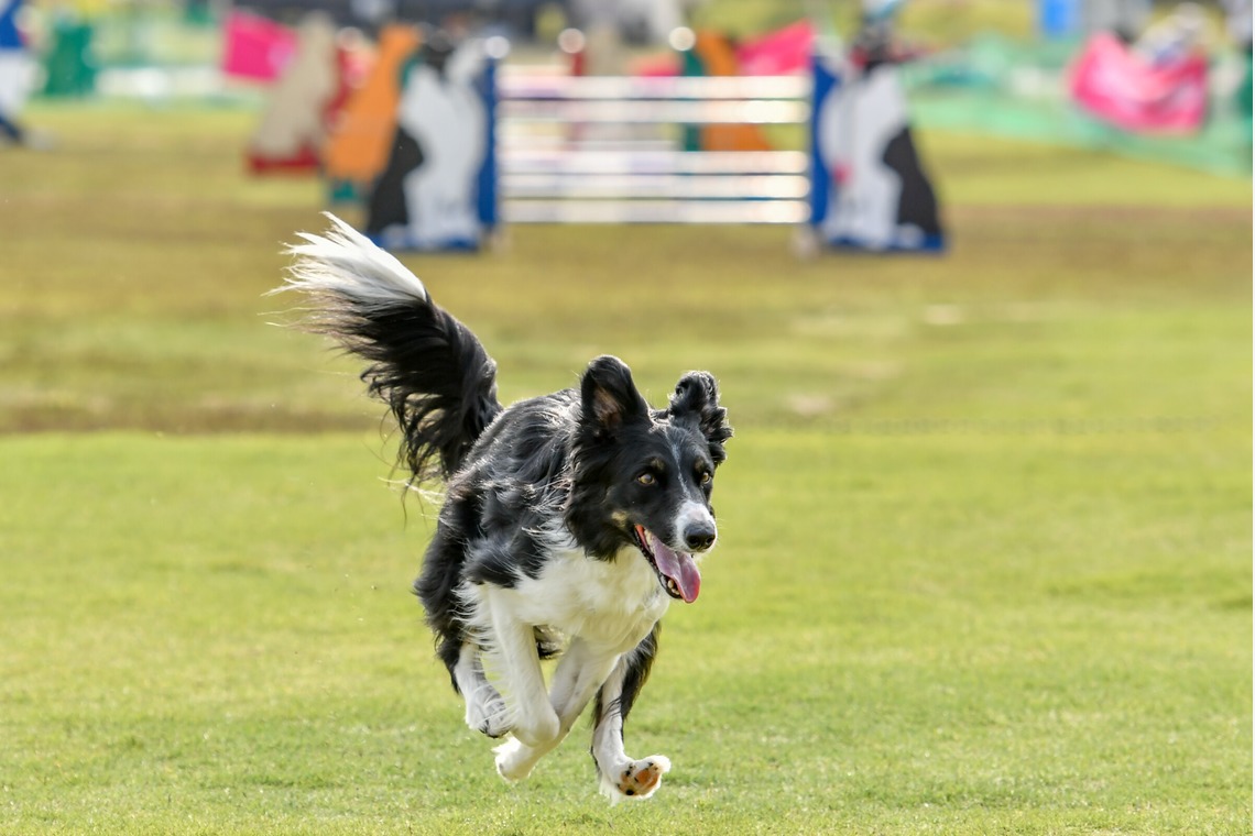 スタジオファンタスが撮影した「ドッグスポーツエクストリーム」の写真