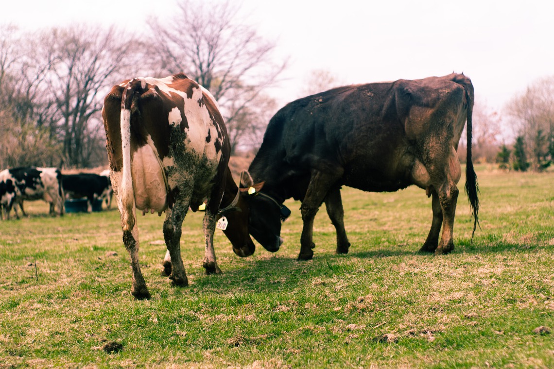 神部葵が撮影した「菊地ファーム　春の初放牧公開イベント」の写真