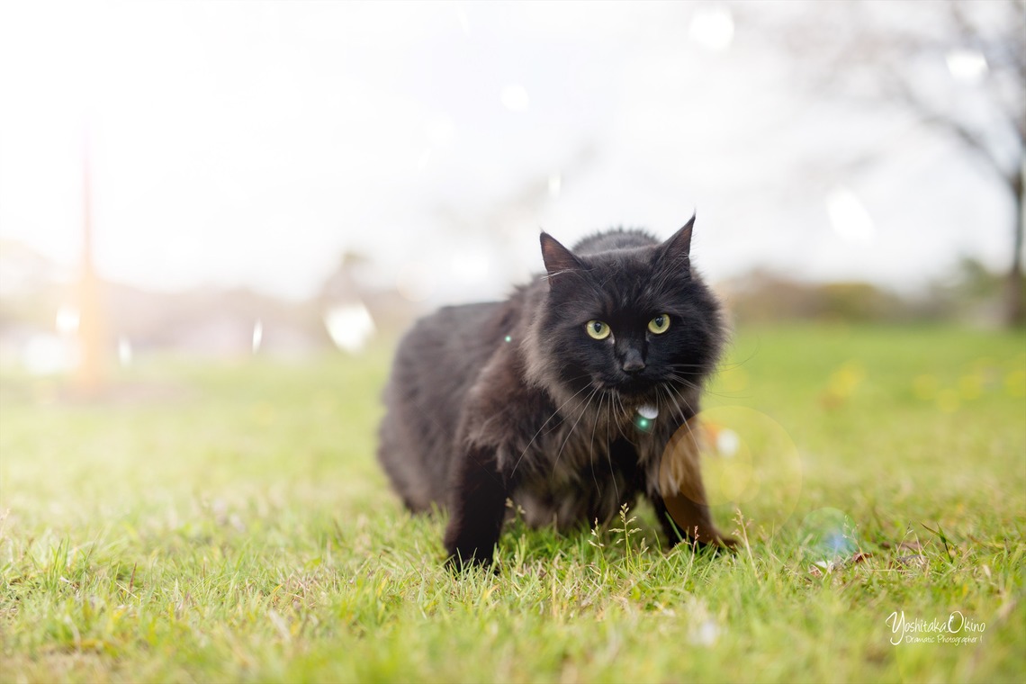 写楽堂が撮影した「ペット」の写真