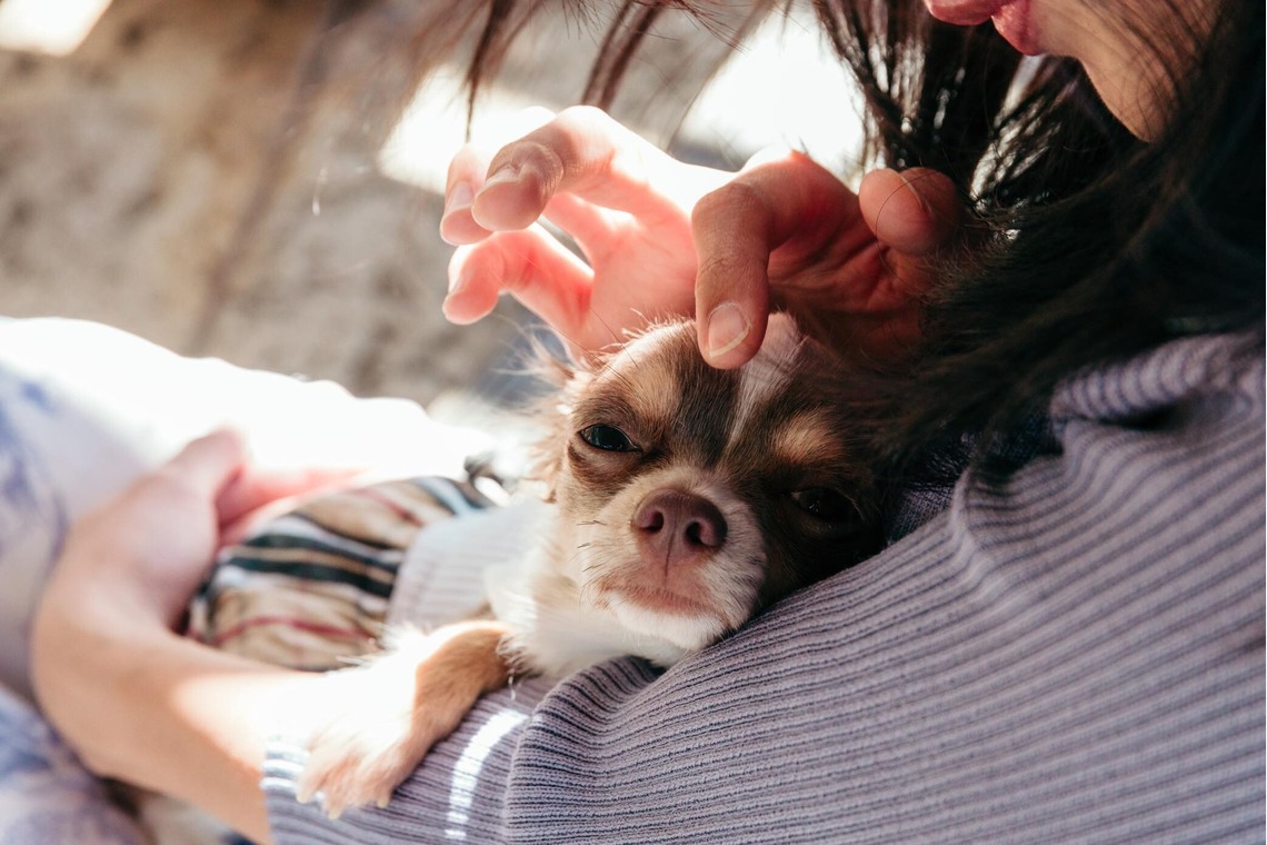 ポートレート沖縄が出張撮影した家族写真(キッズ,ベビーフォト)などが写った「ペット撮影」の家族写真