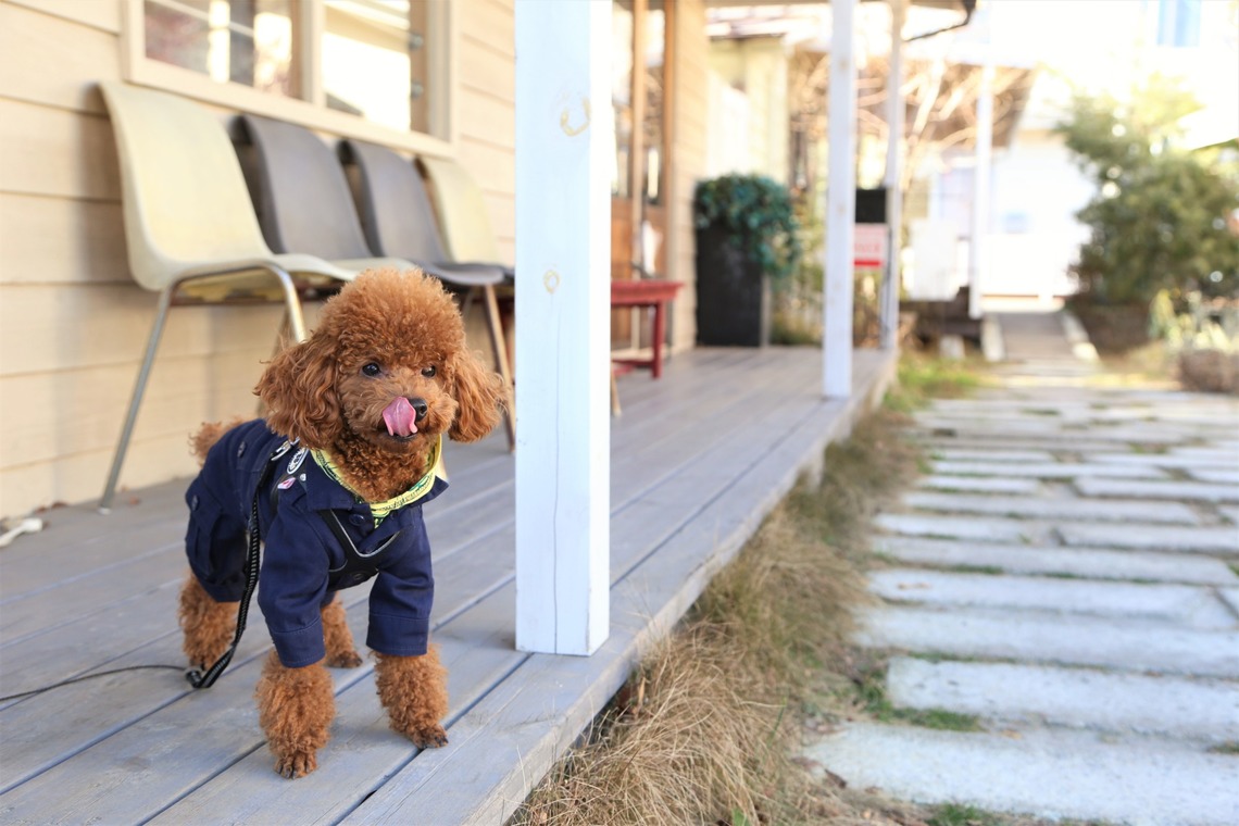 Photographer  Tomoが撮影した写真のアルバム「ペット撮影」