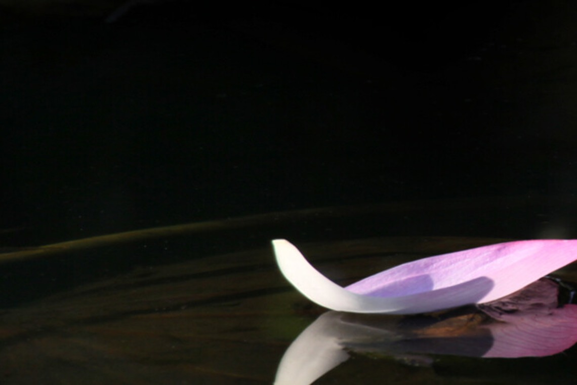 廣瀬穣が撮影した「出張撮影」の写真