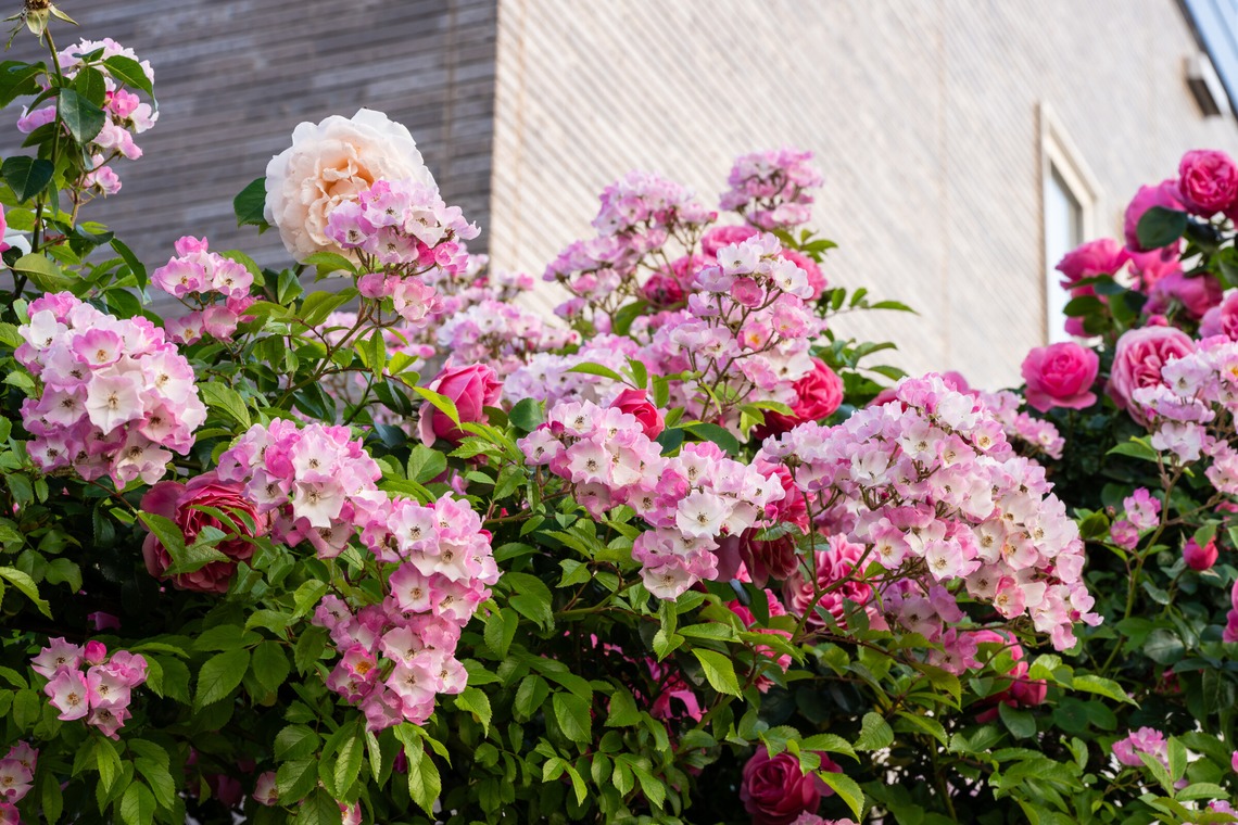 オフィス 芦野が撮影した「番外編（自宅）」の写真