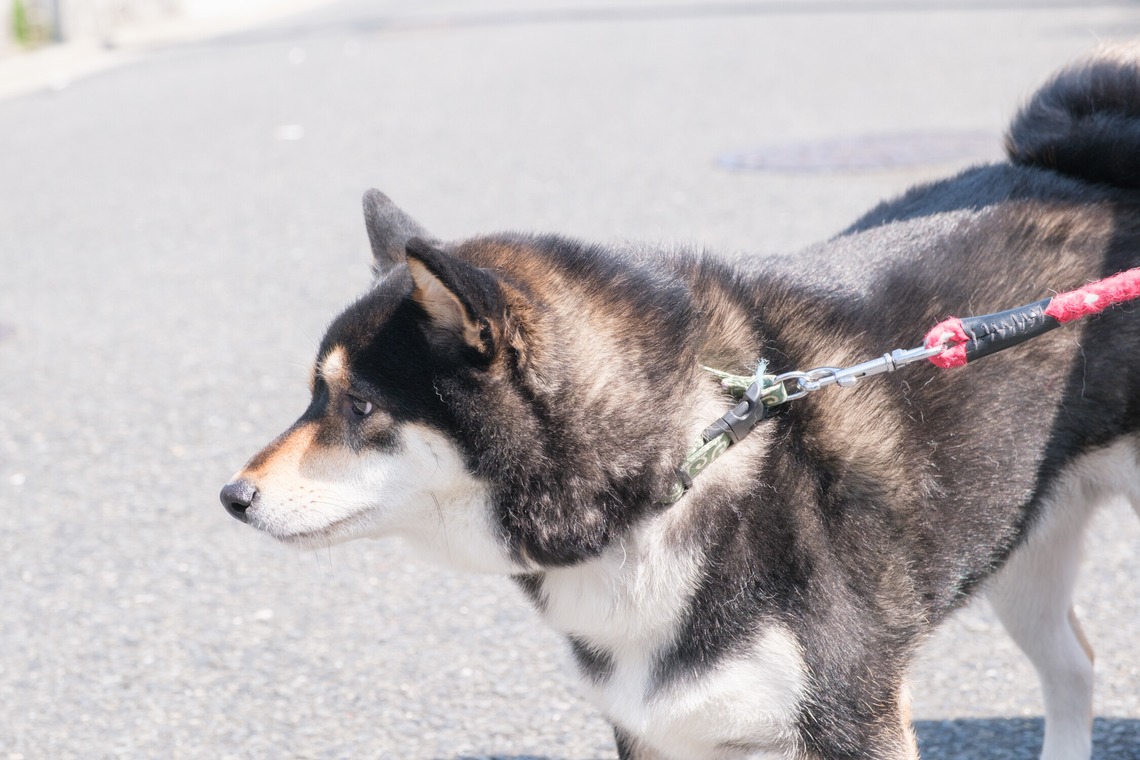 高夏写真店が出張撮影した家族写真(キッズ,ベビーフォト)などが写った「家族写真の撮影」の家族写真