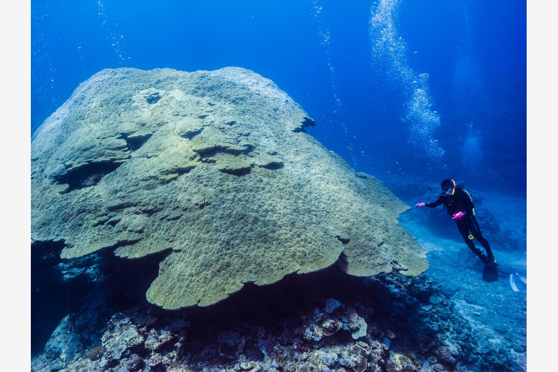 リトルダイナソーが撮影した「水中風景」の写真