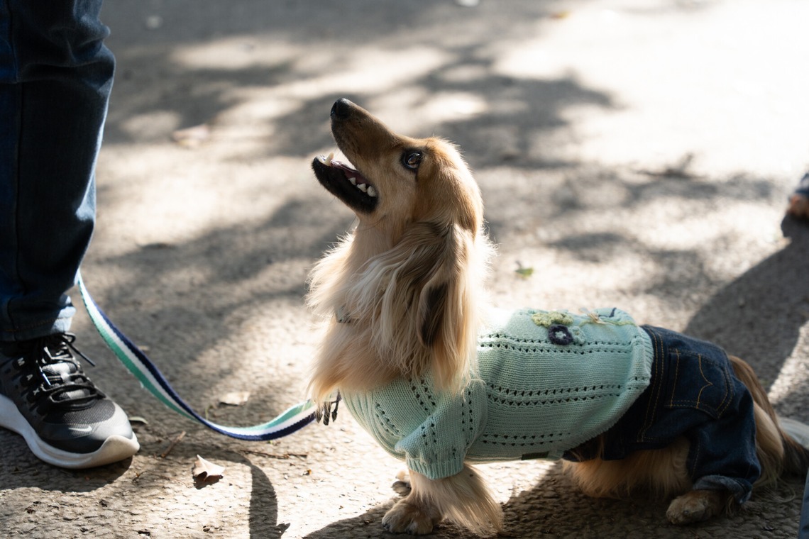 千葉が撮影した写真のアルバム「ペット撮影」