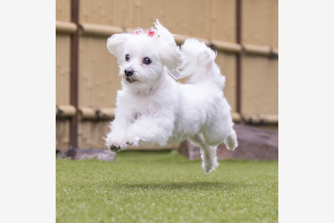 猫田晃広が出張撮影した家族写真(キッズ,ベビーフォト)などが写った「わんちゃん撮影」の家族写真