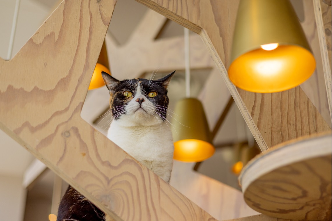 沖山俊樹が撮影した写真のアルバム「ペット_20230411_MOCHA原宿」