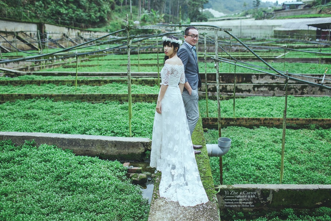 Photo of Pre-Wedding photos in Cameron Highland taken by maxtography