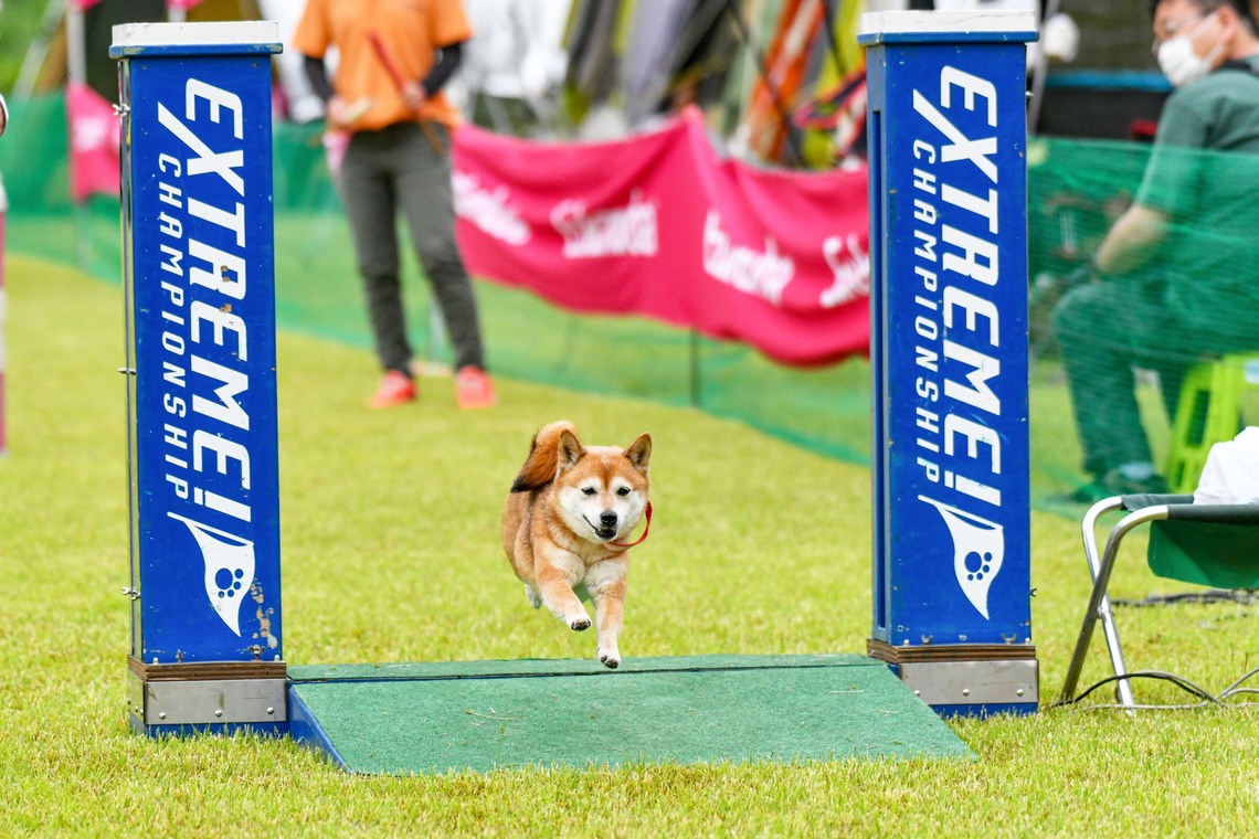 スタジオファンタスが撮影した「ドッグスポーツエクストリーム」の写真